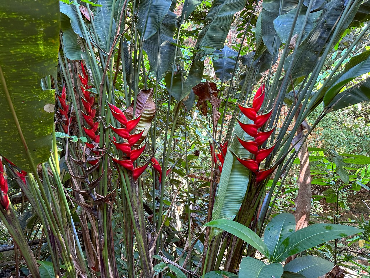 Jungle River Retreat with Airbnb & Build Space in Ojochal