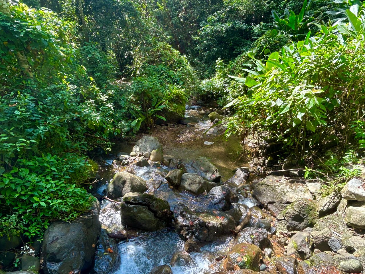 Selva Vista Estate – 5.9 Acres of Wild Beauty