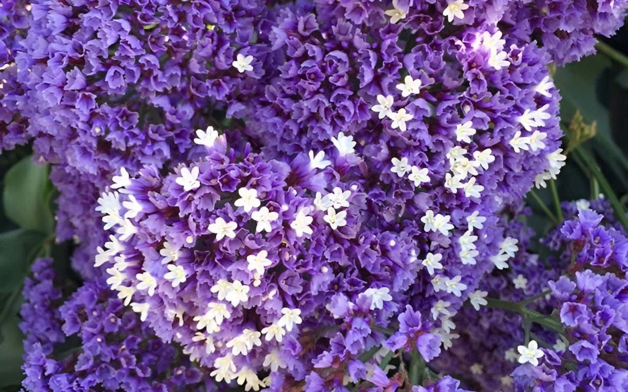 Purple statice blossoms dotted with small white flowers.