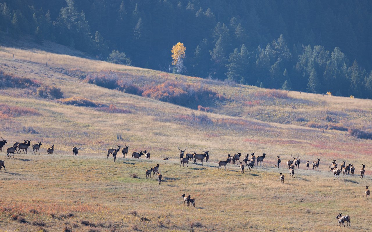Box Elder Ranch