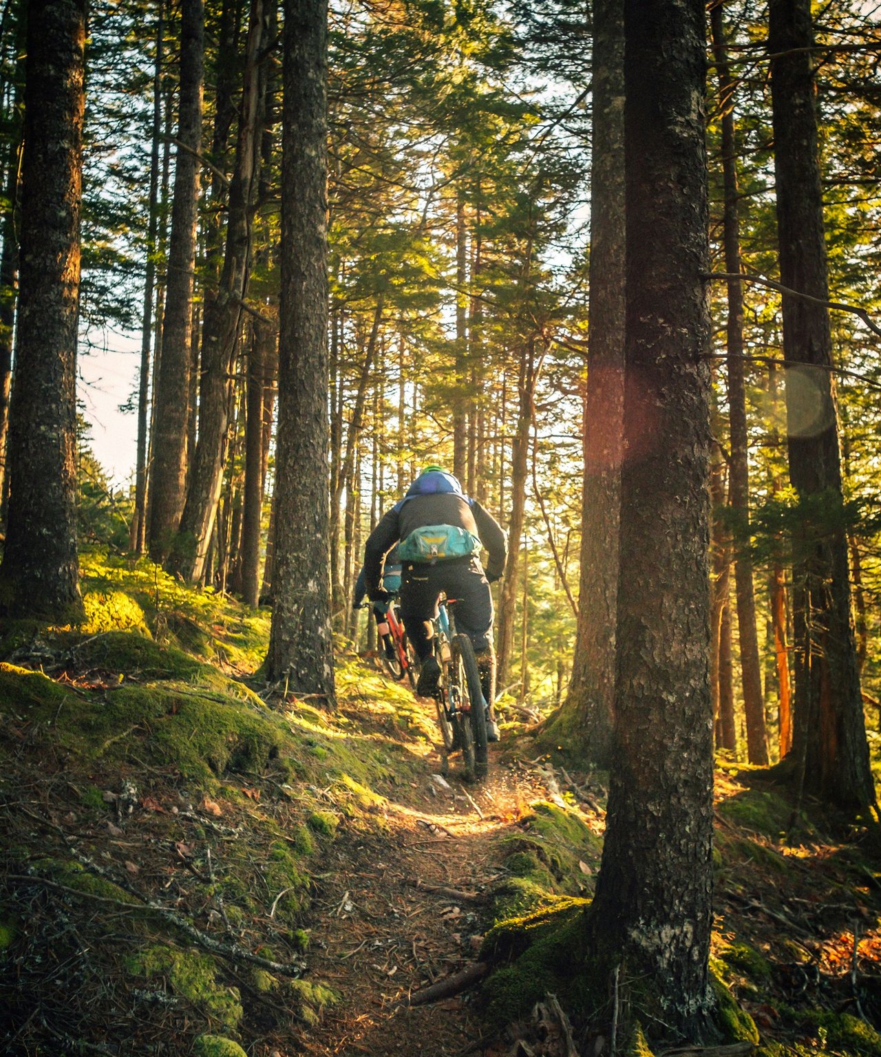 Mountain bikers ride a mossy forest trail in warm, golden sunlight.