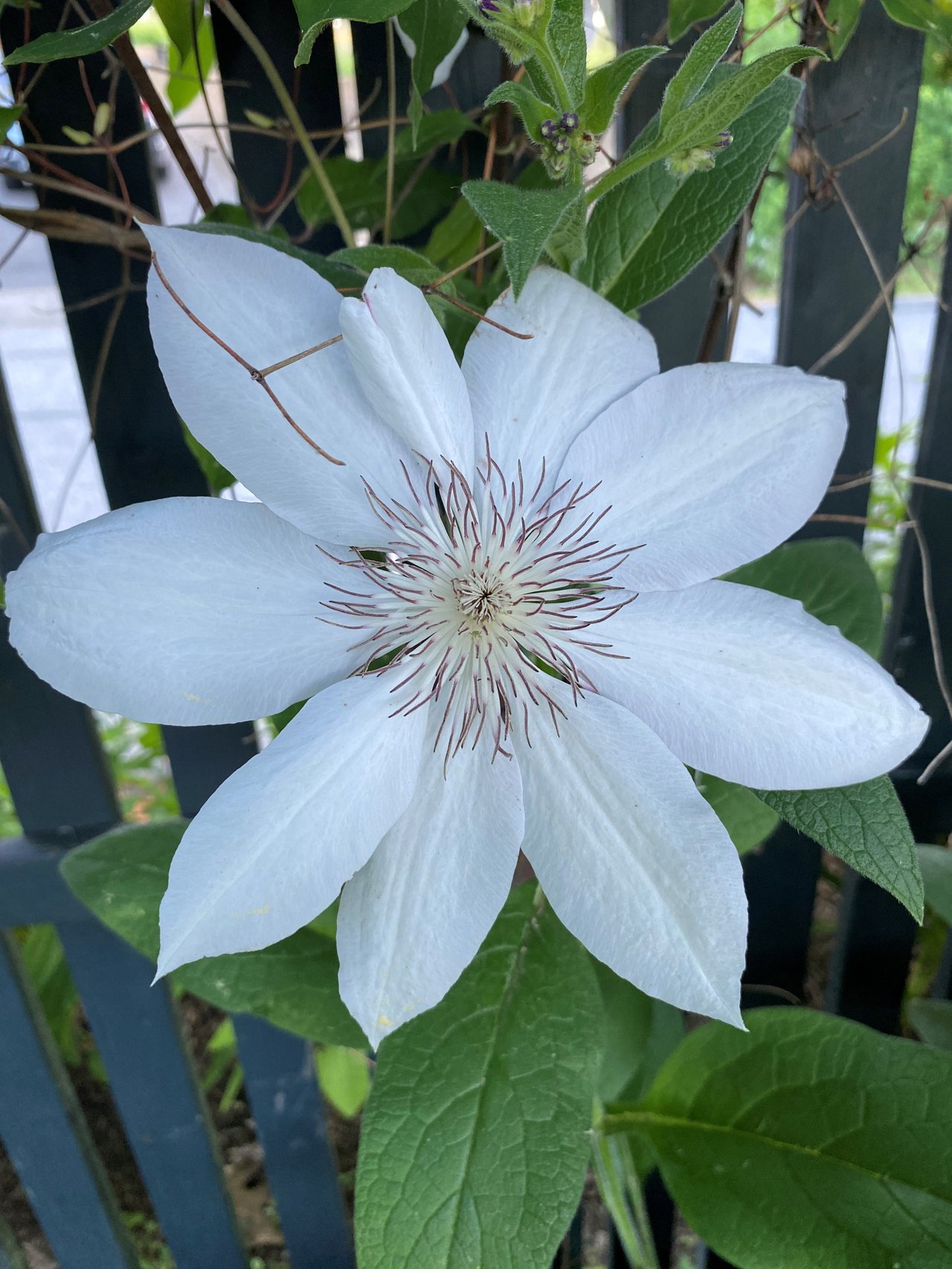 Queen of the Climbing Vines – Clematis