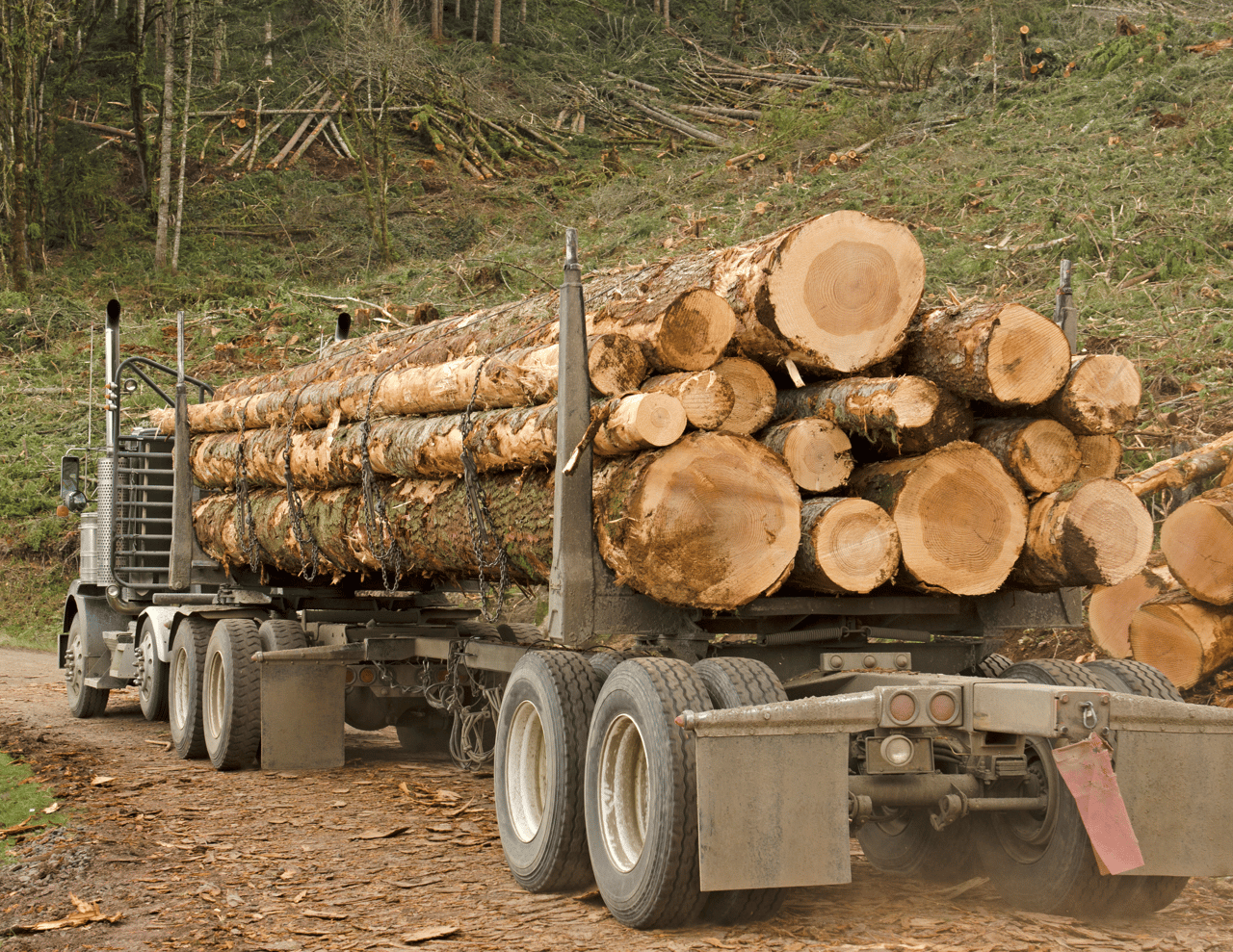 Planning Your Timber Harvest 