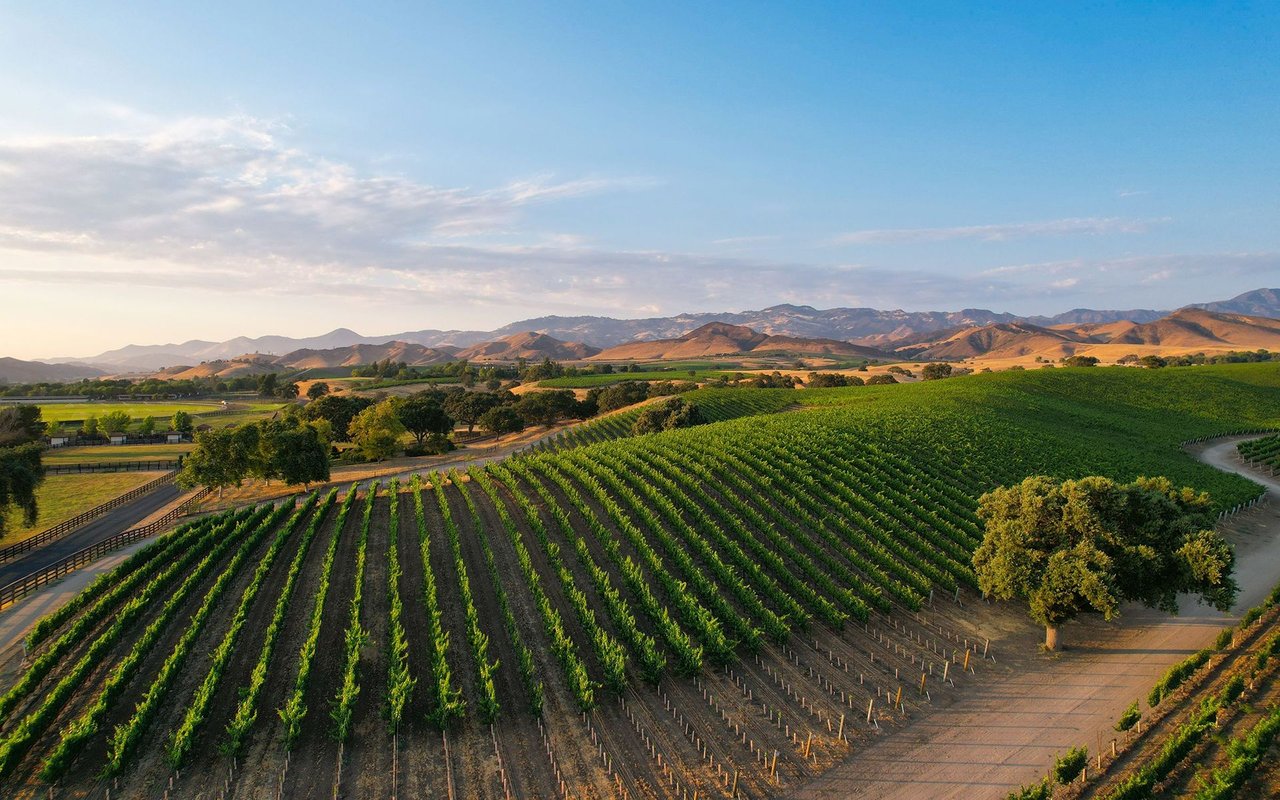 Los Olivos