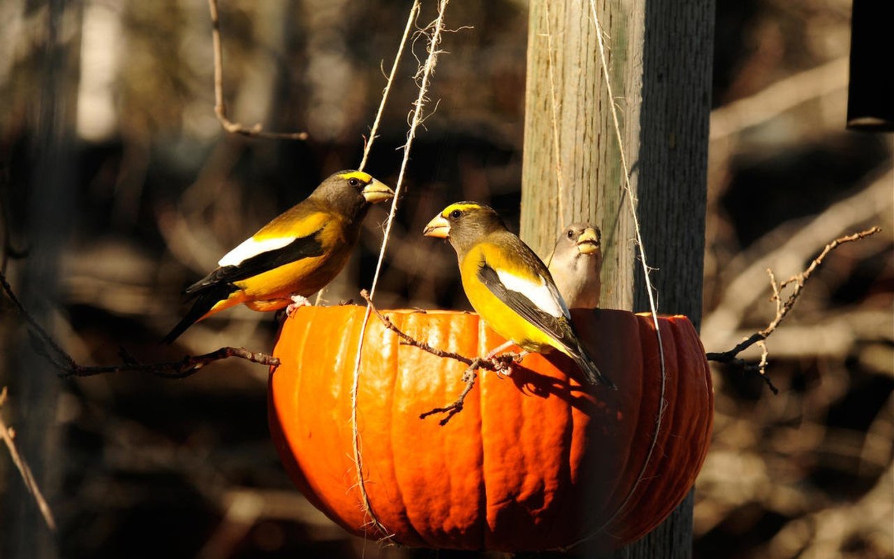 Turn Those Leftover Pumpkins Into Eco-Friendly Bird Feeders