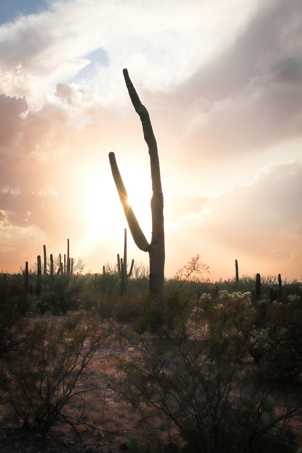 Marana