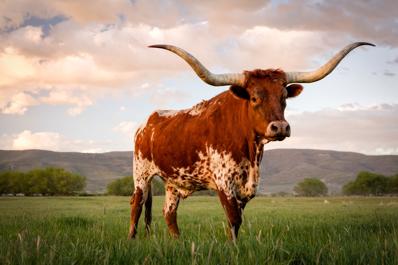 Things to do in DFW this June