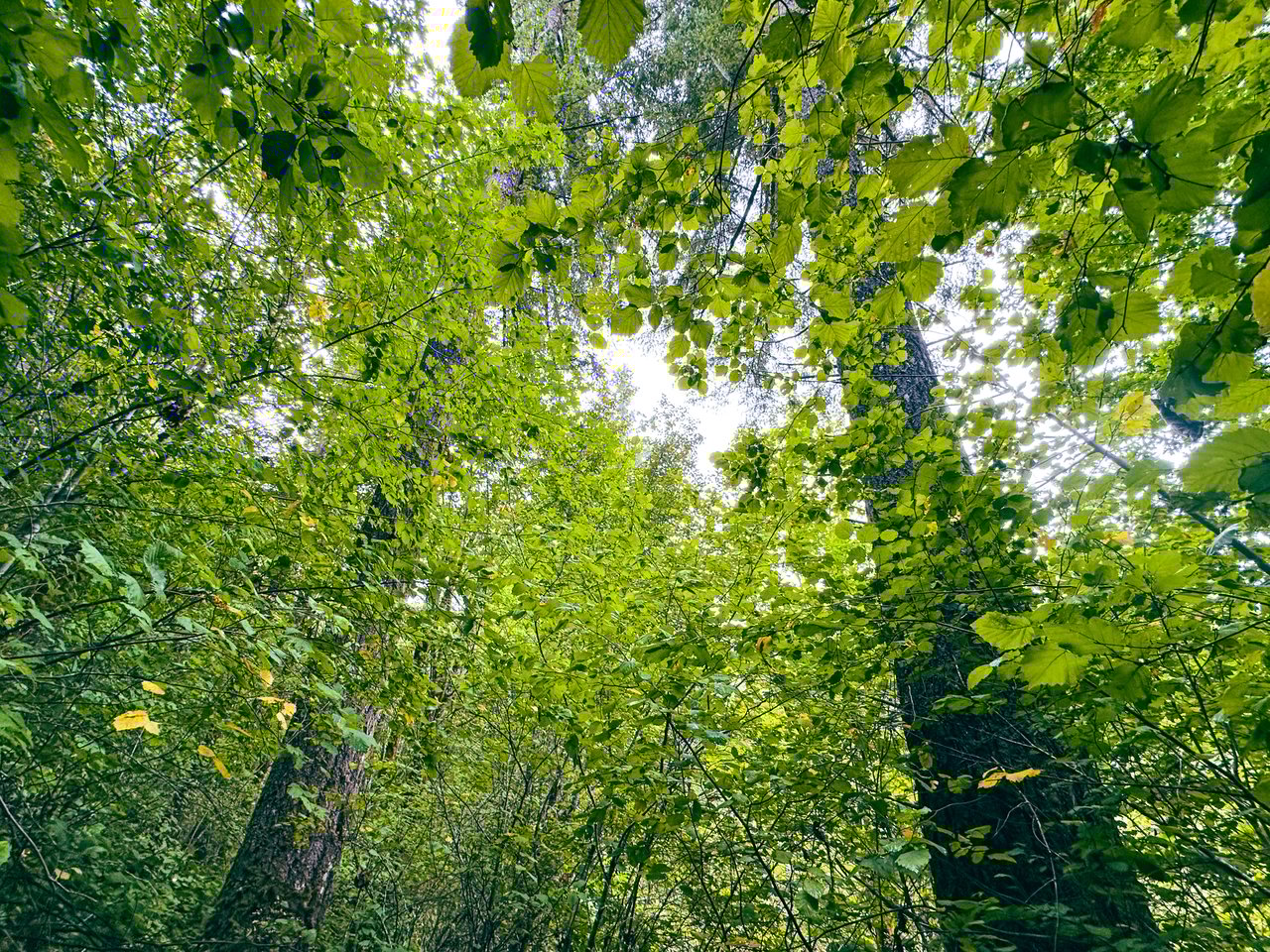 Little Forest