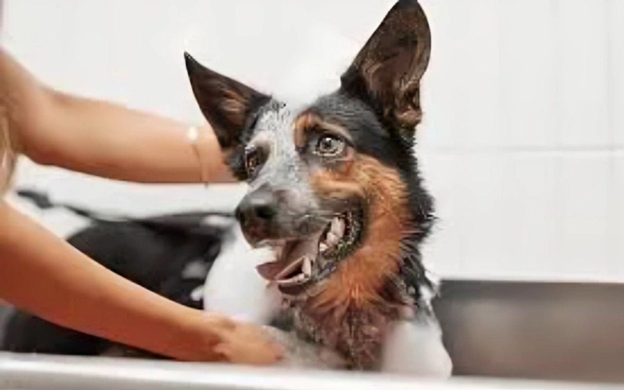 Trustworthy Dog Grooming in Atascadero
