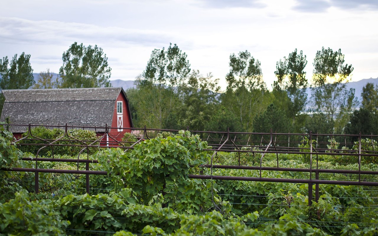 Vineyard