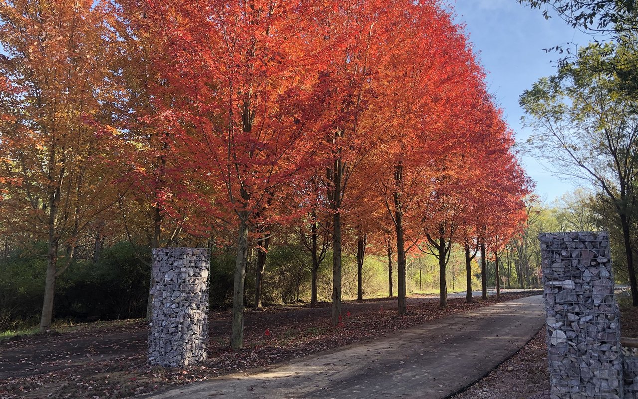 Shire Wood - October Update
