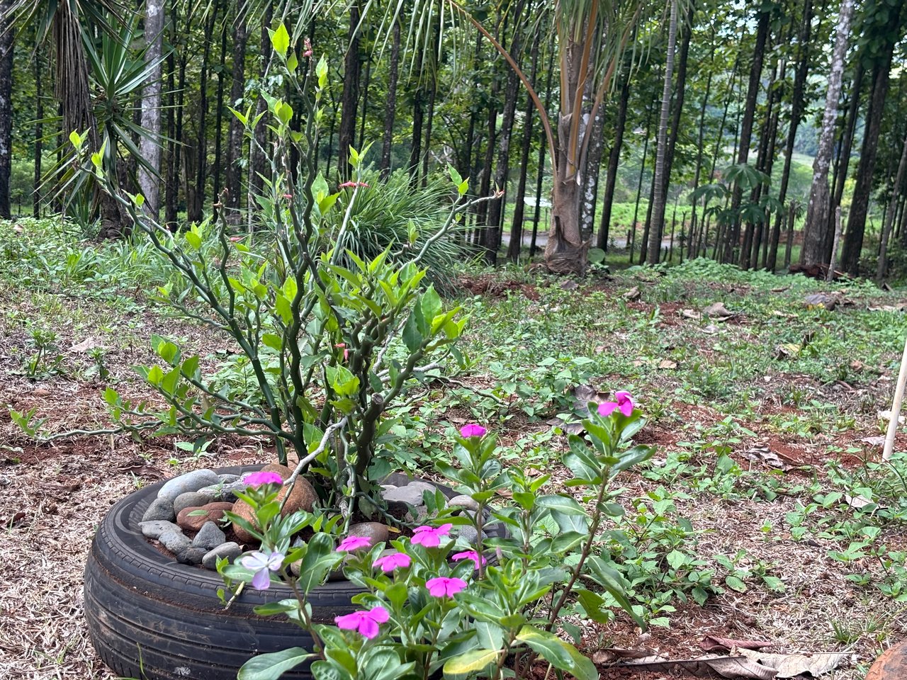 7-Hectare Farm with Teak Plantation, Existing Home & Eco-Development Potential Near Parrita, Costa Rica
