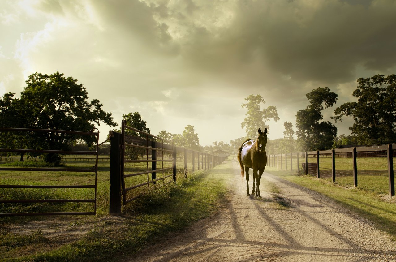 Orange Park Acres
