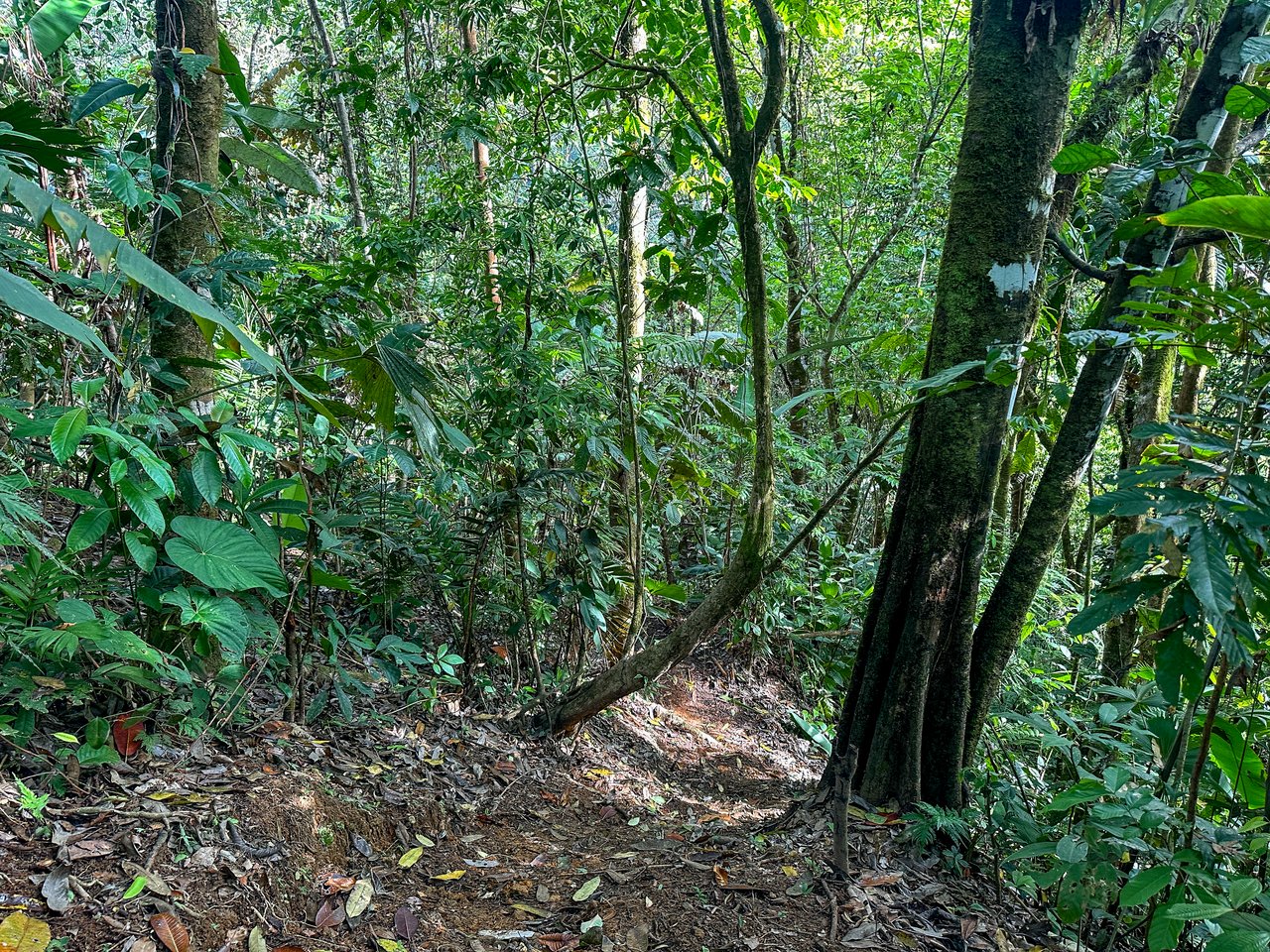 A Huge Rainforest, River & Waterfall Property With TWO Mountain & Jungle-View Luxury Homes on a Massive 4.93 Acre Lot – PLUS an Additional Plantel ready for Development