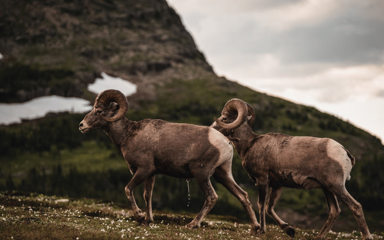 The Best Wildlife Watching Spots Near Buena Vista, CO | Blog | First ...