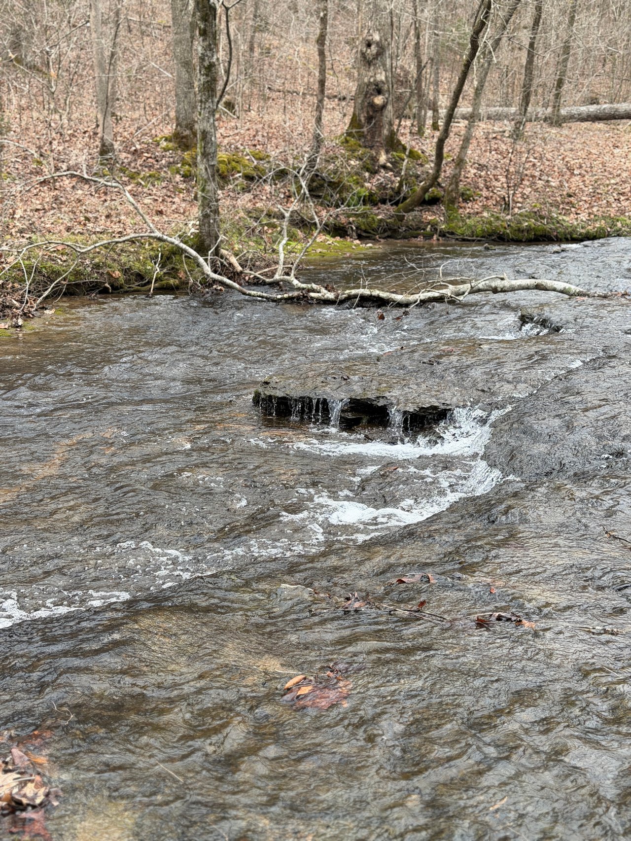 Nashville Equestrian Property