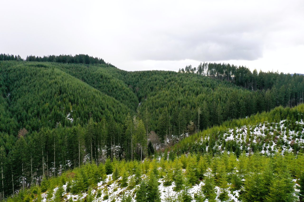 ARC Woods
