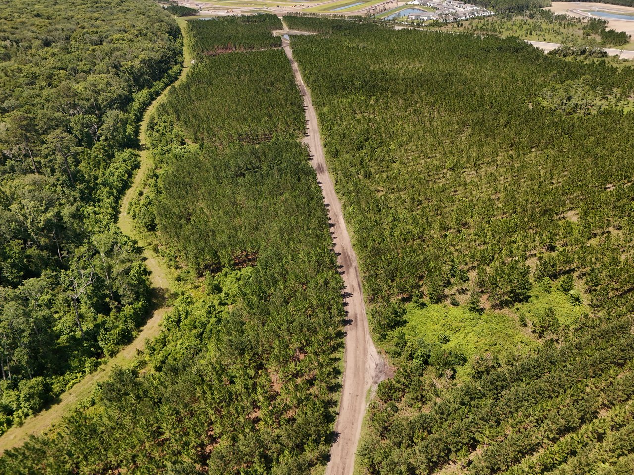 Forest access road to future homesites in Saddletree community