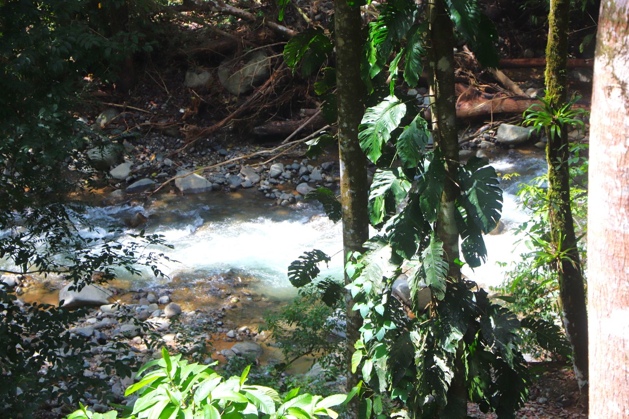 FIRE SALE! Jungle, Rivers, a Waterfall and Panoramic Ocean View