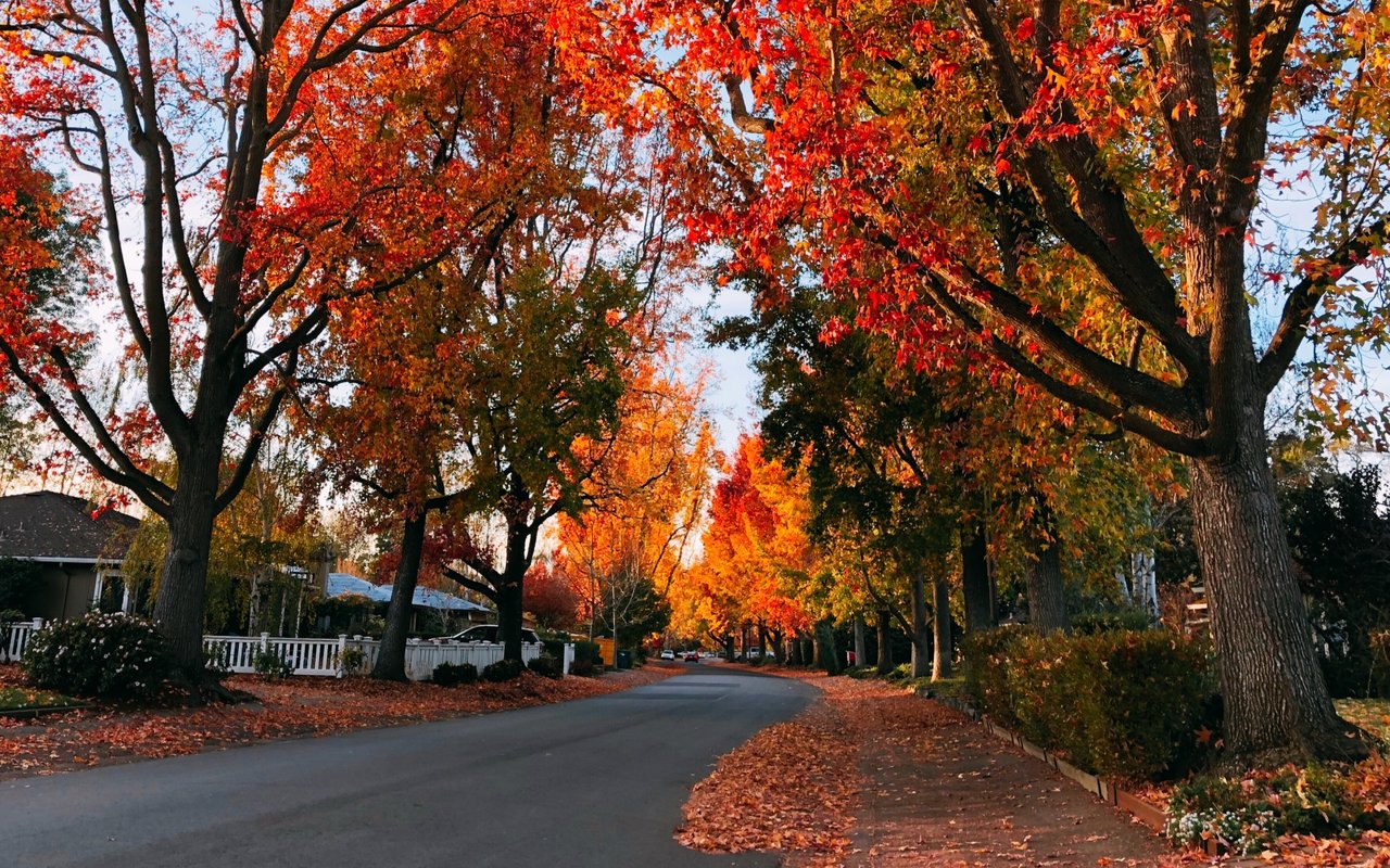 Willow Glen