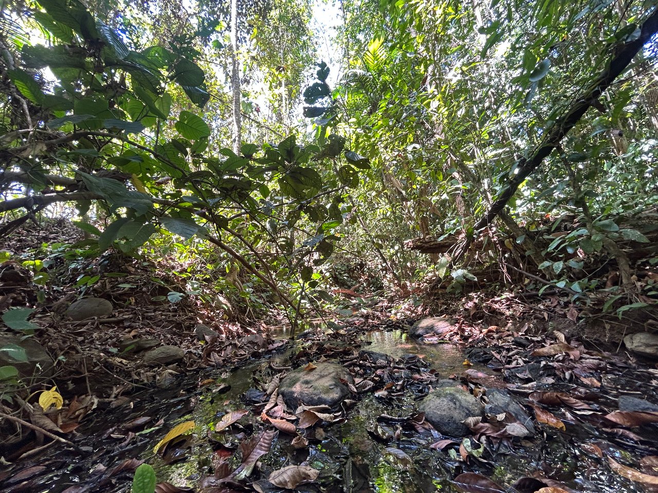 Prime 1.24-Acre Land in Matapalo / San Andrés – Ready to Build