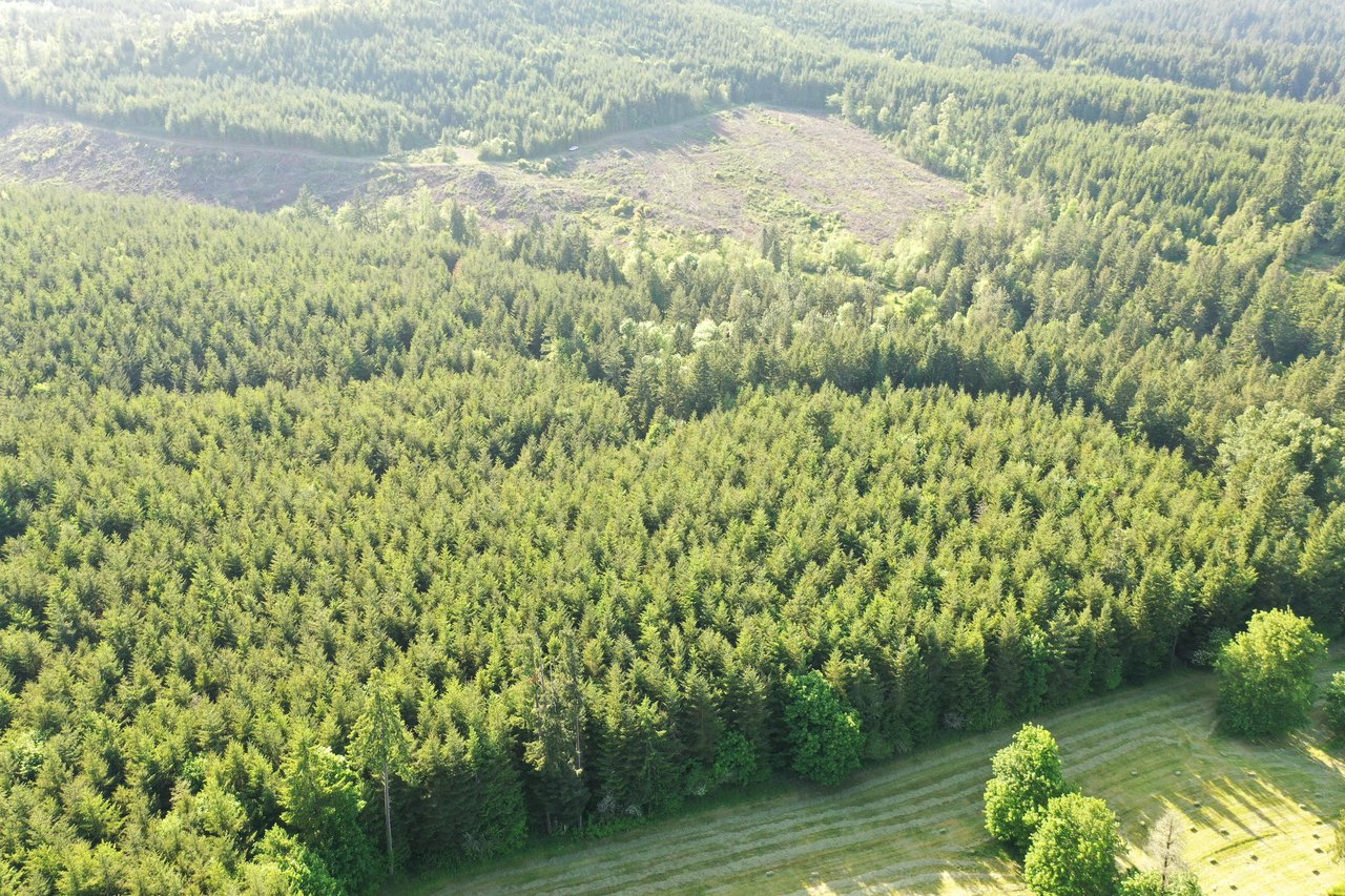 KIMBALL FOREST