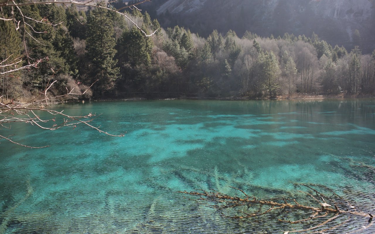 Turquoise lake bordered by a forested hillside, with bare branches overhanging the water.