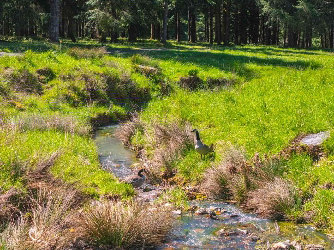 Mosby Creek Farm & Forest