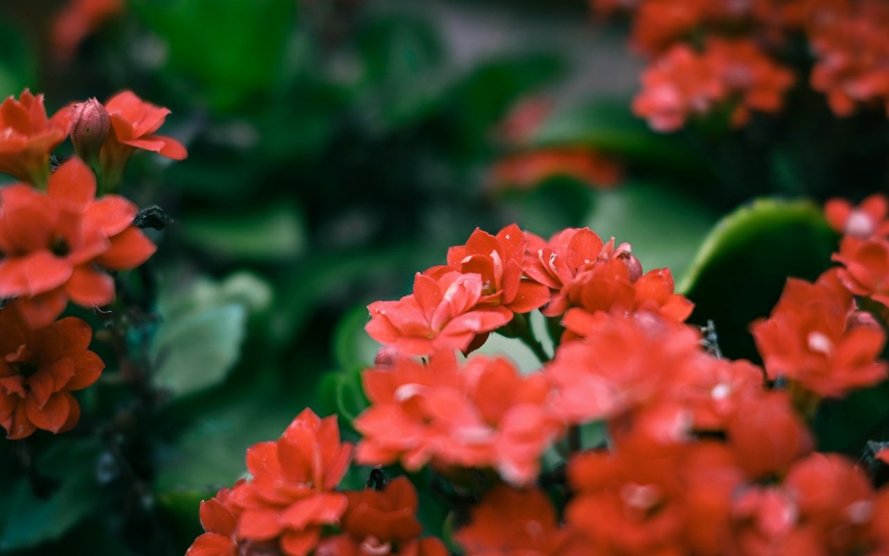 Native Plants, Rewilding and Home Values in the East Bay