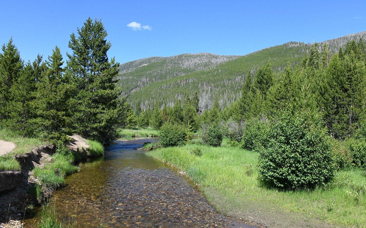Conifer
