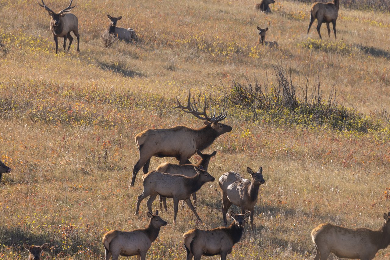 Box Elder Ranch