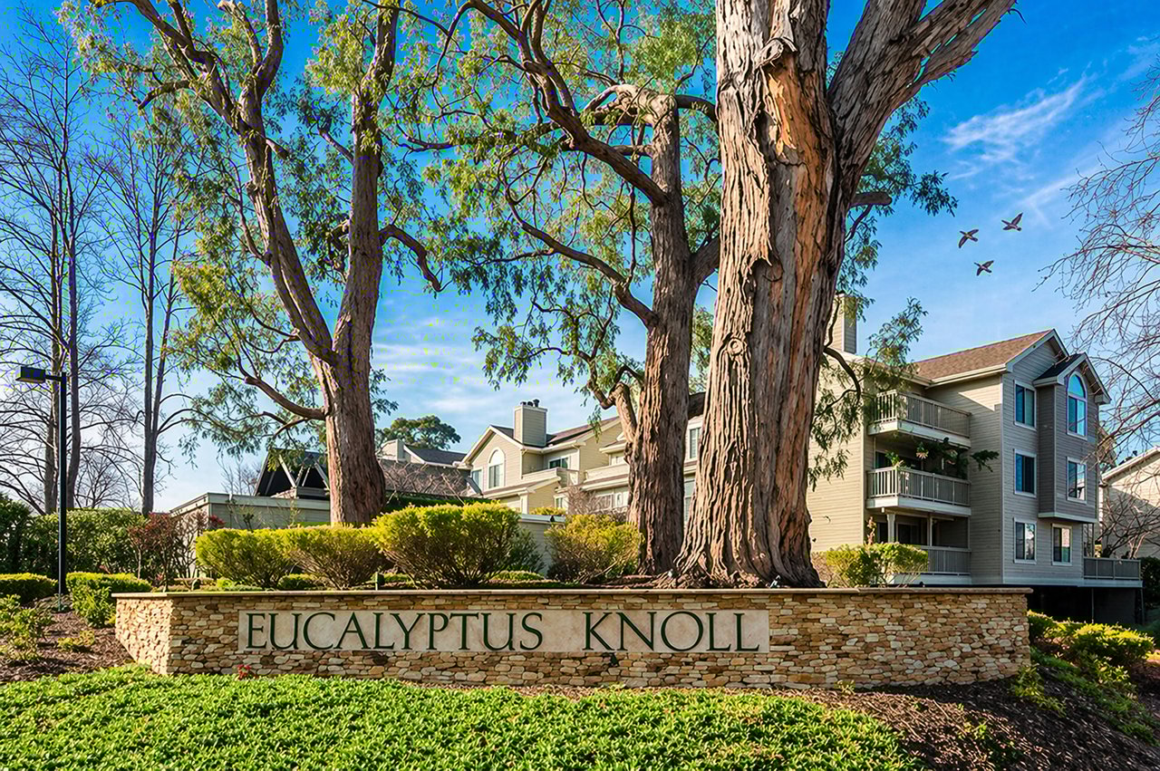 Eucalyptus Knolls