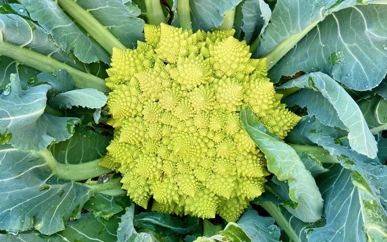 Harvesting in January