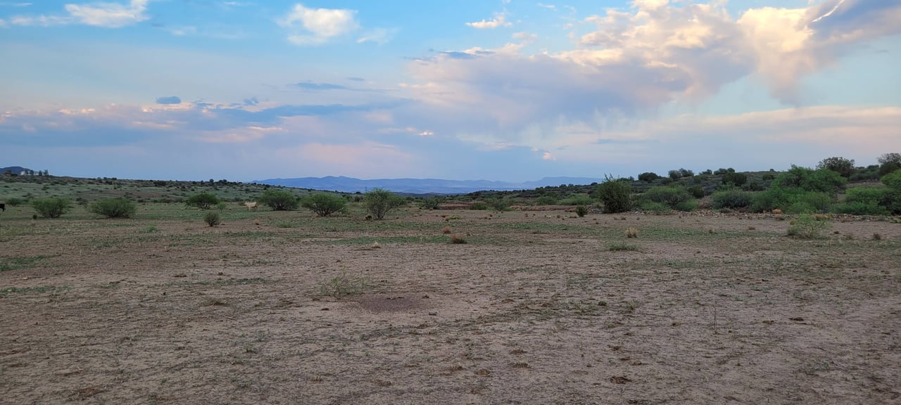 Blue Bell Quarter Horses