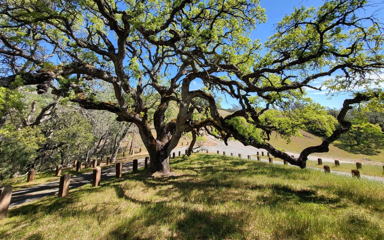 Alamo