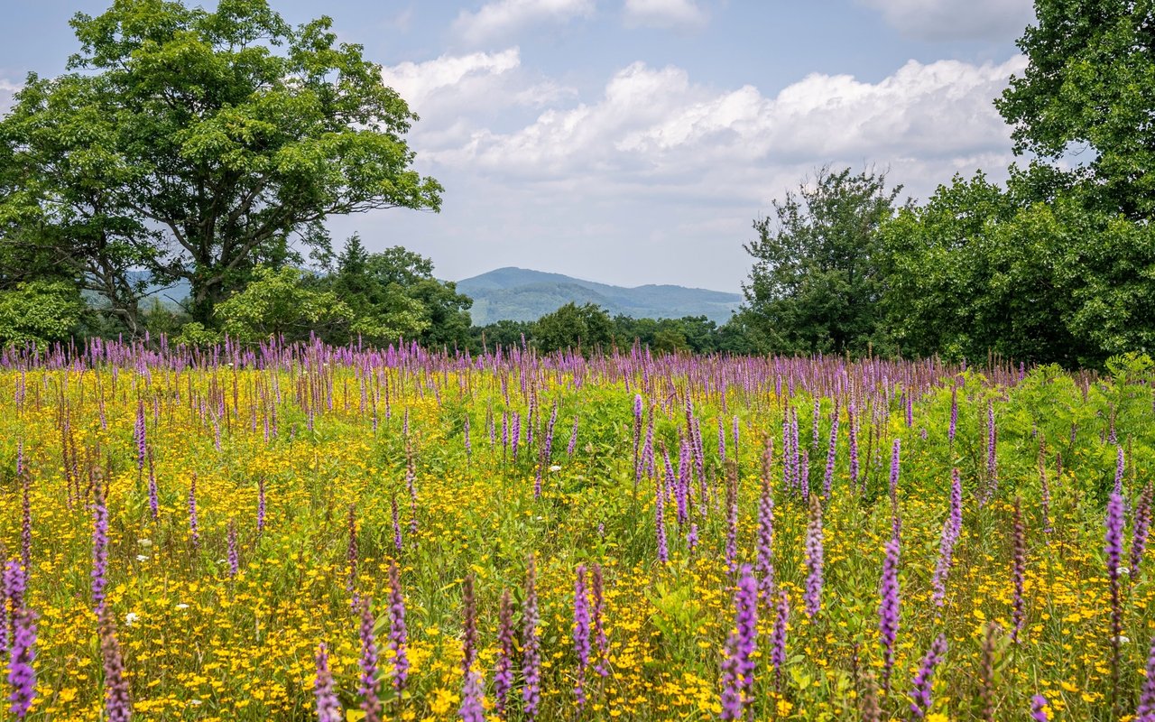 Summer wildflower meadow with purple and yellow blooms, leafy trees, and distant mountain ridges.