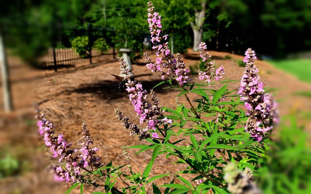 Plant of the Week: Chaste Tree