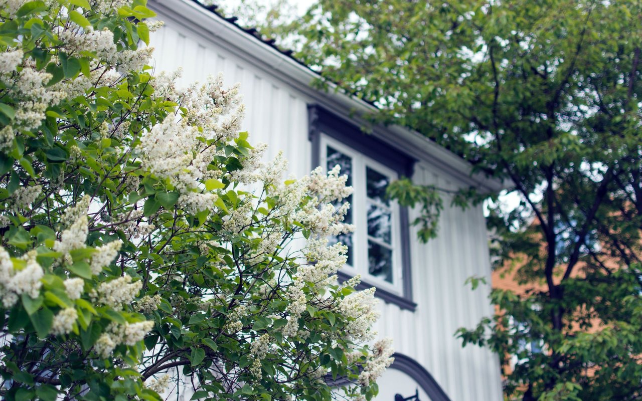 White house with dark-trimmed windows behind leafy branches covered in white blossoms.