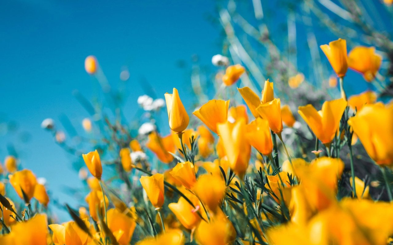 Santa Monica Spring Dirt