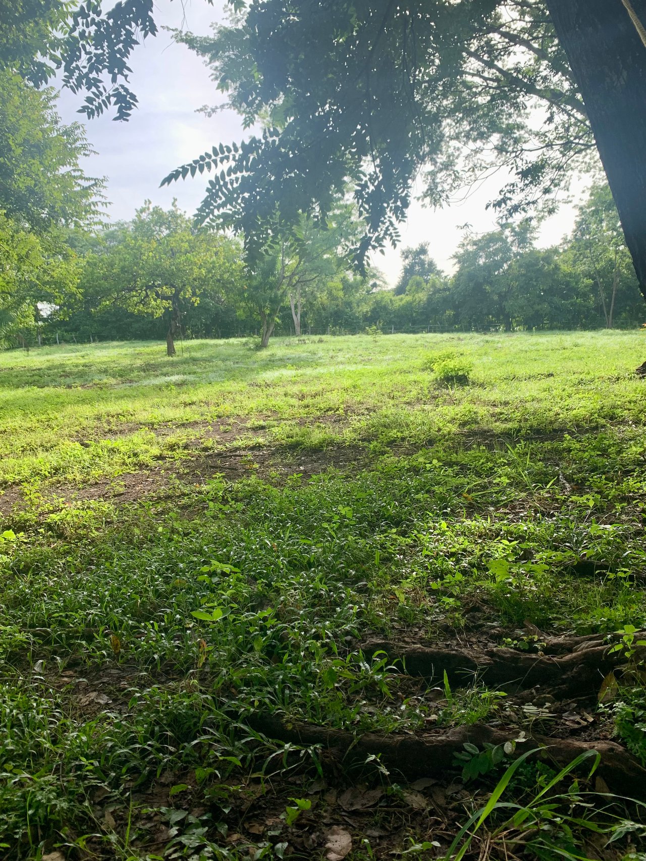 Hammock Plantación | Spacious Agricultural Land Near Playa Negra