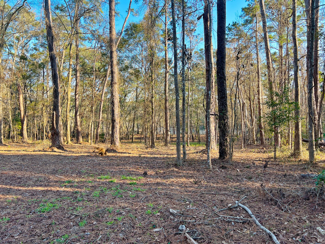 A sunlit forest with tall trees and sparse underbrush, casting long shadows on the ground. The scene feels serene and expansive under a clear sky.