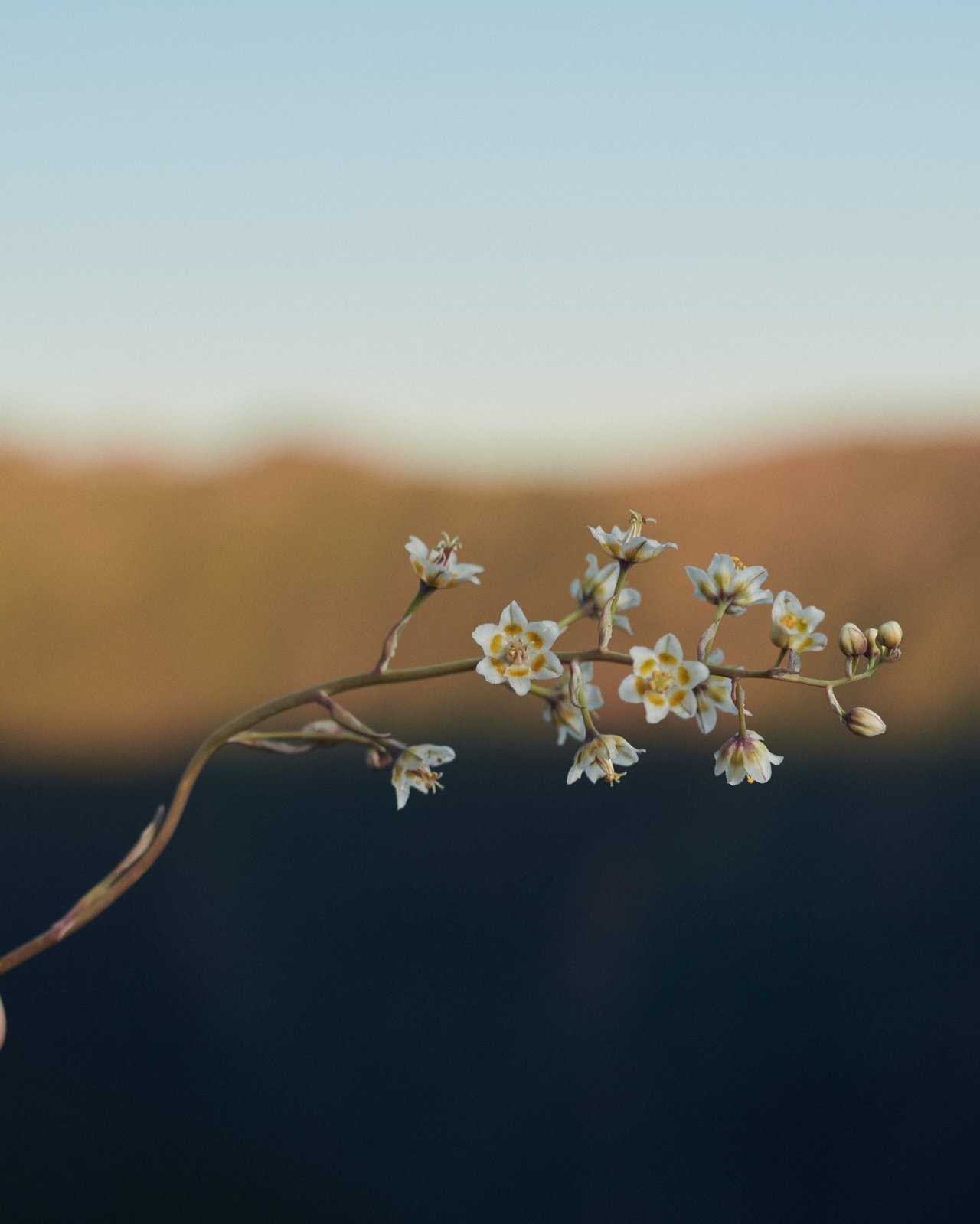 contact-form-background