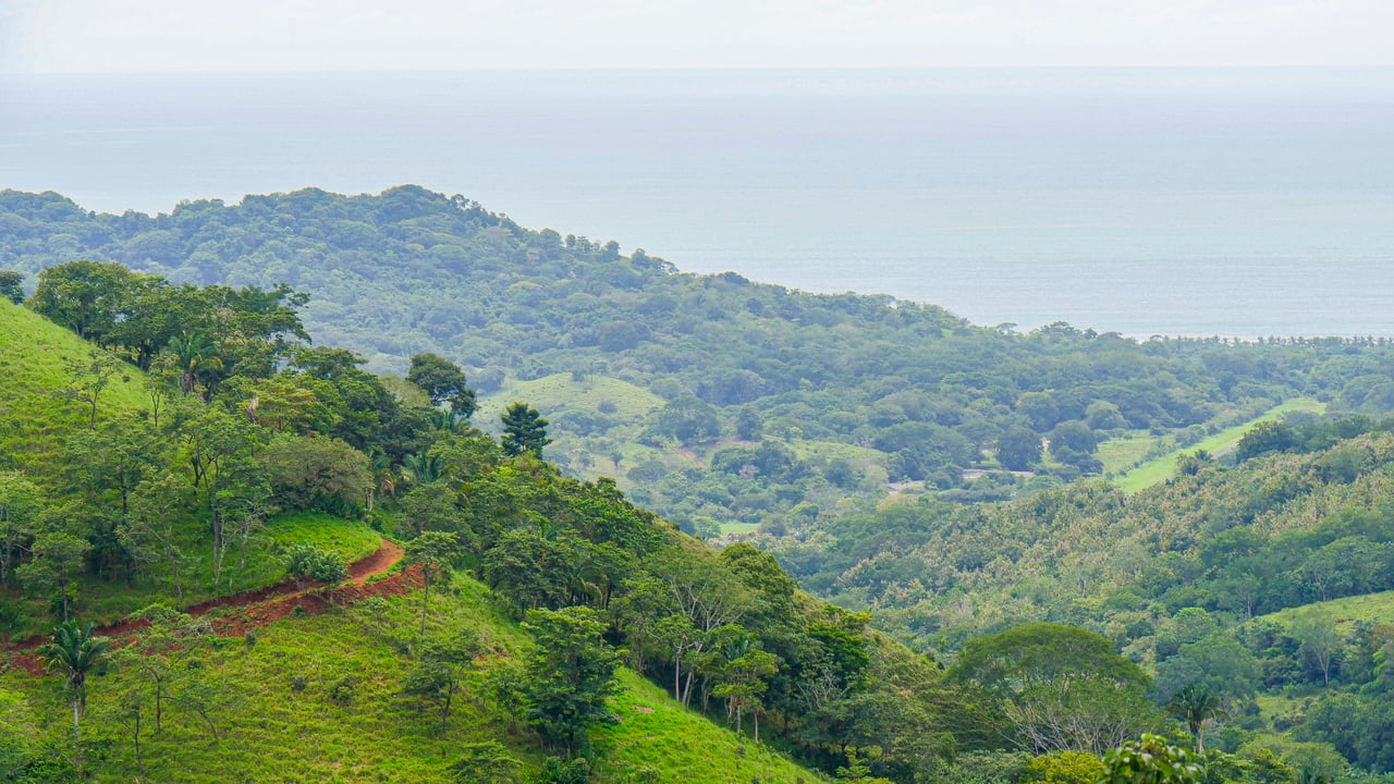 Corozalito Blue Reserve 