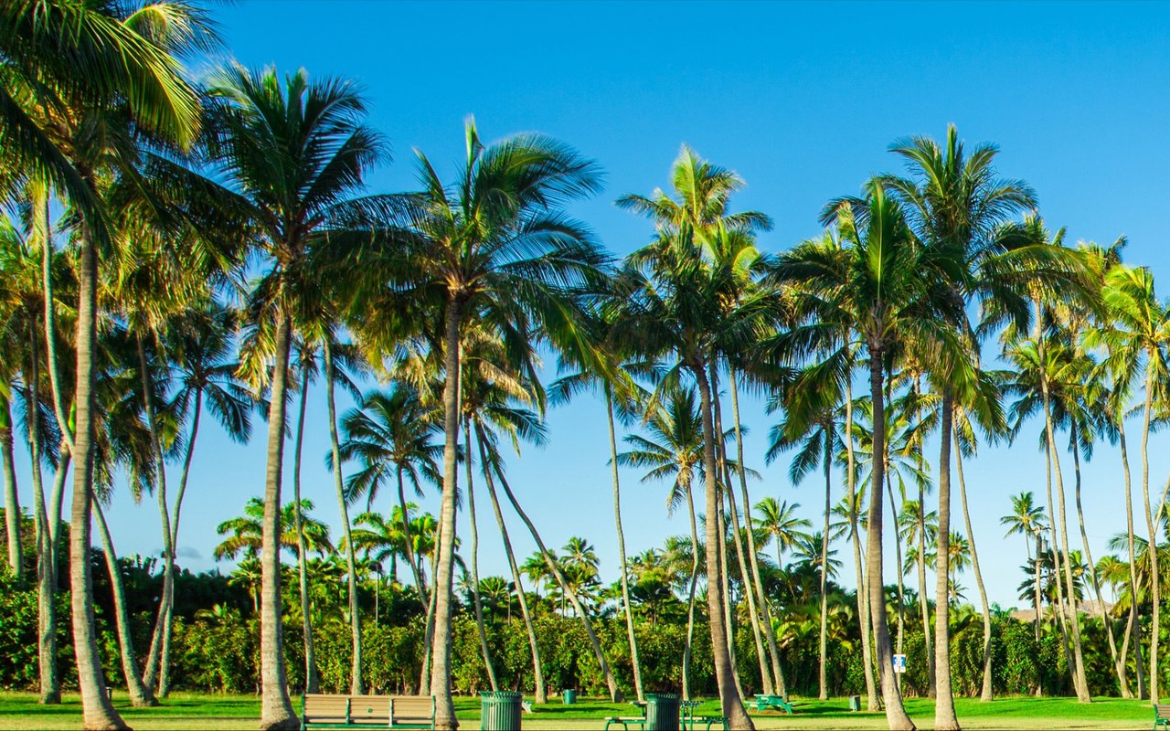 Palm-lined park with benches and green lawn beneath a clear blue sky.