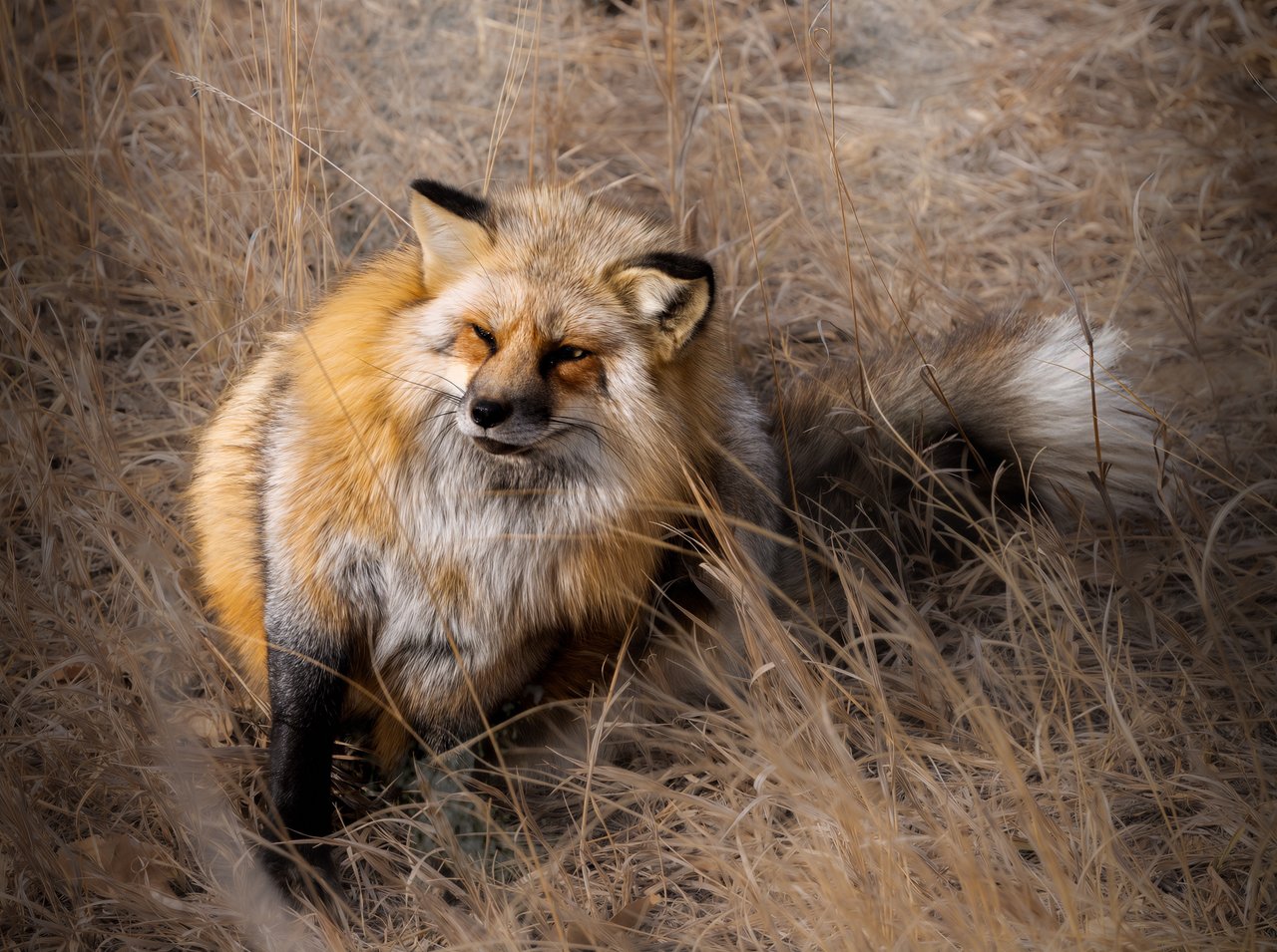 Into the Wild: Monica Breckenridge’s Unforgettable Journey at The Wild Animal Sanctuary Subtitle