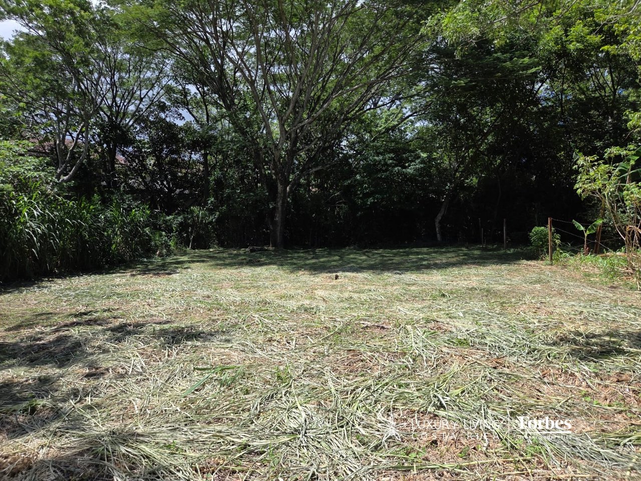 Cleared building lot bordered by mature trees and dense vegetation.