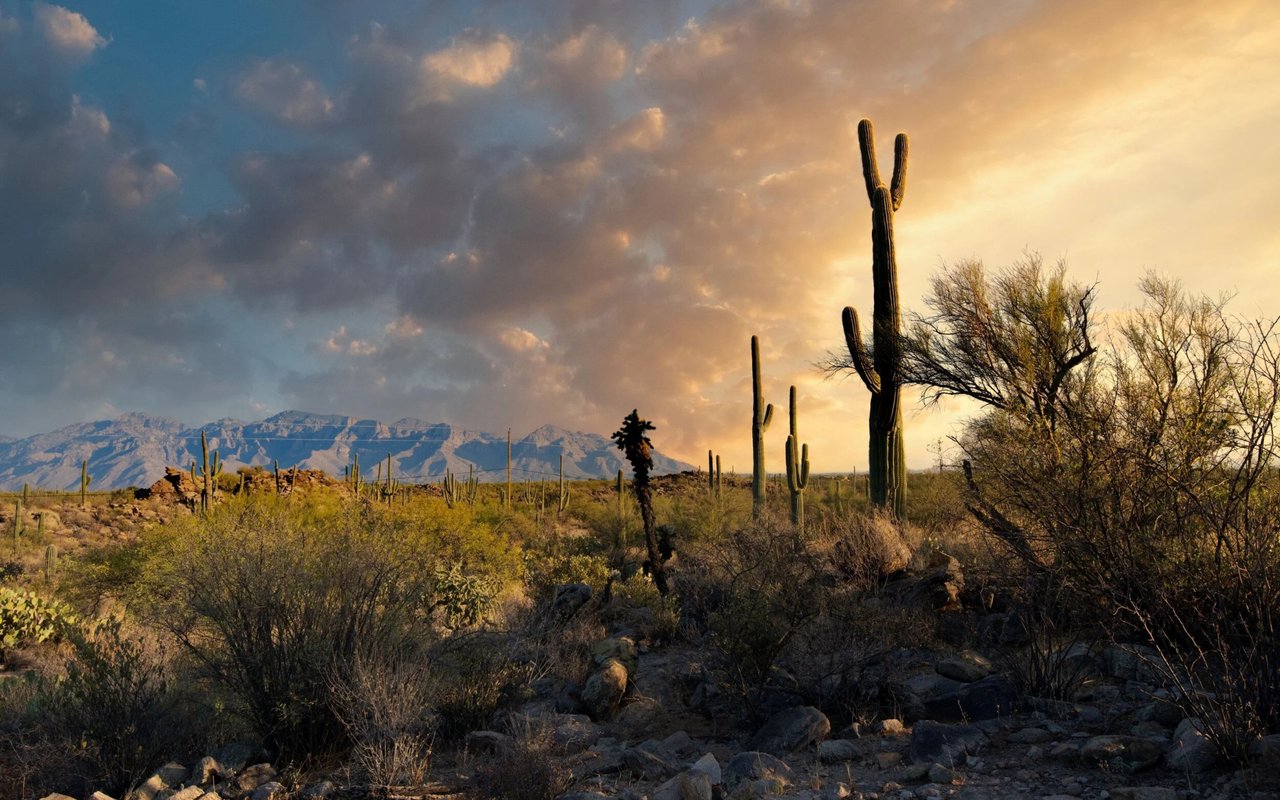 Saguaro Ranch Partners With Miramonte Homes