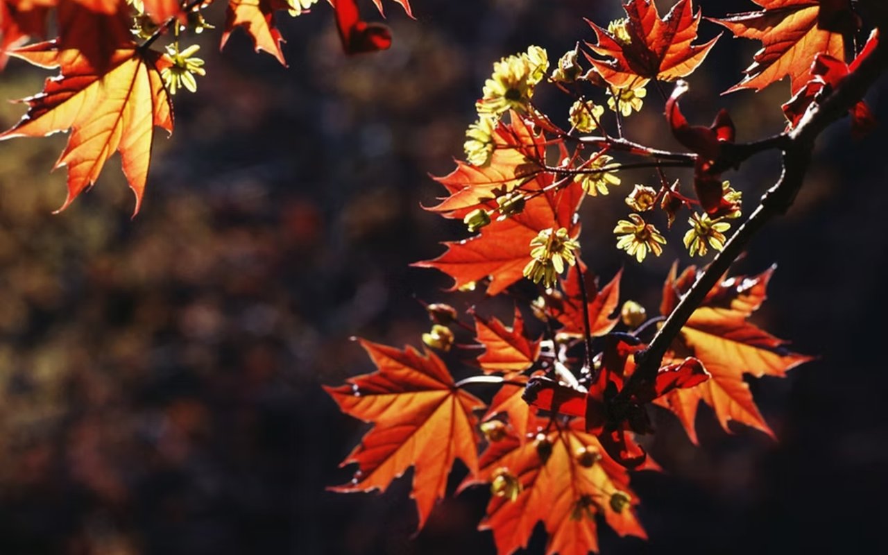 How to Propagate a Japanese Maple: A Sentimental Solution When You Can't Take the Whole Tree