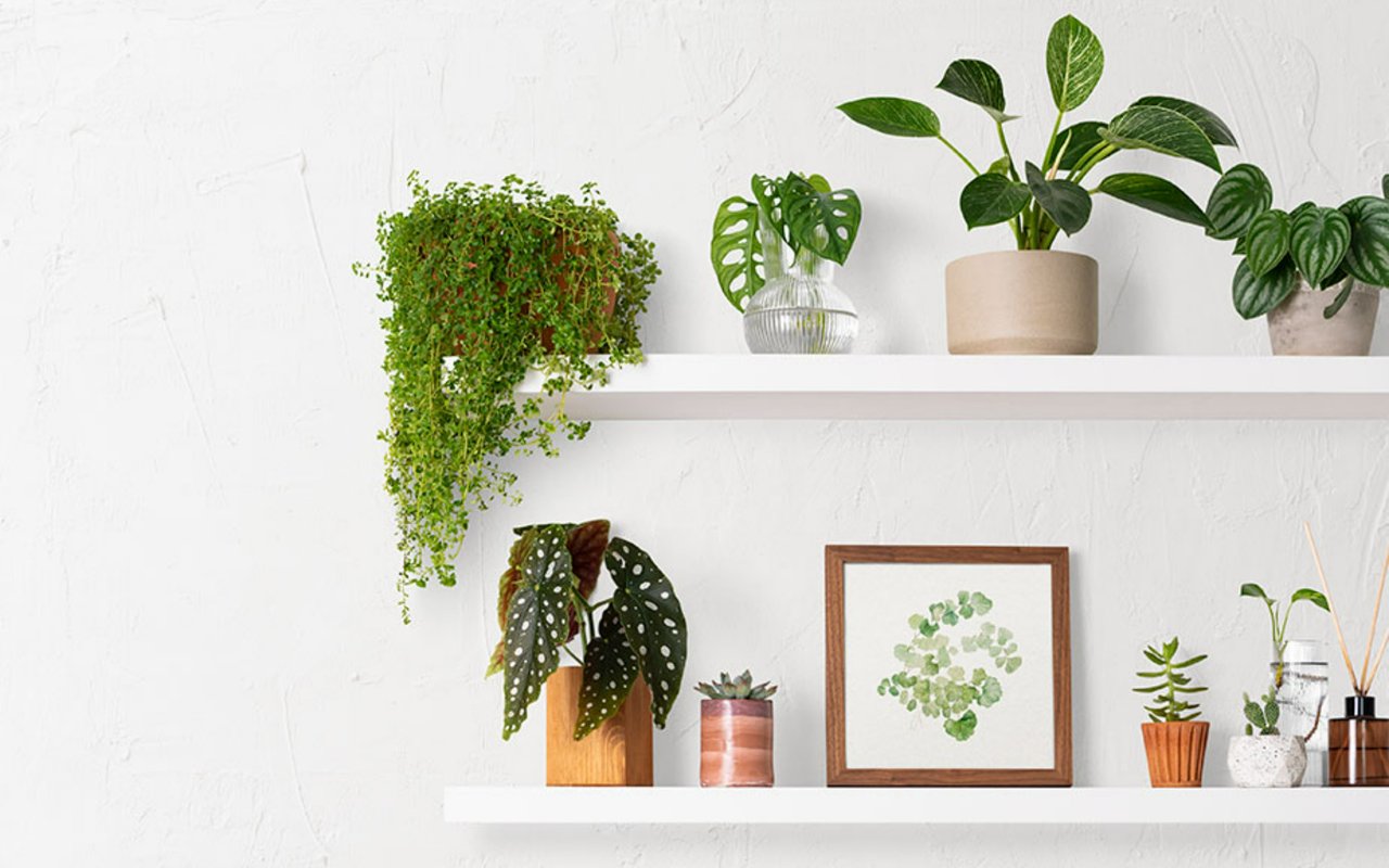 Spotlight On: Biophilic Design