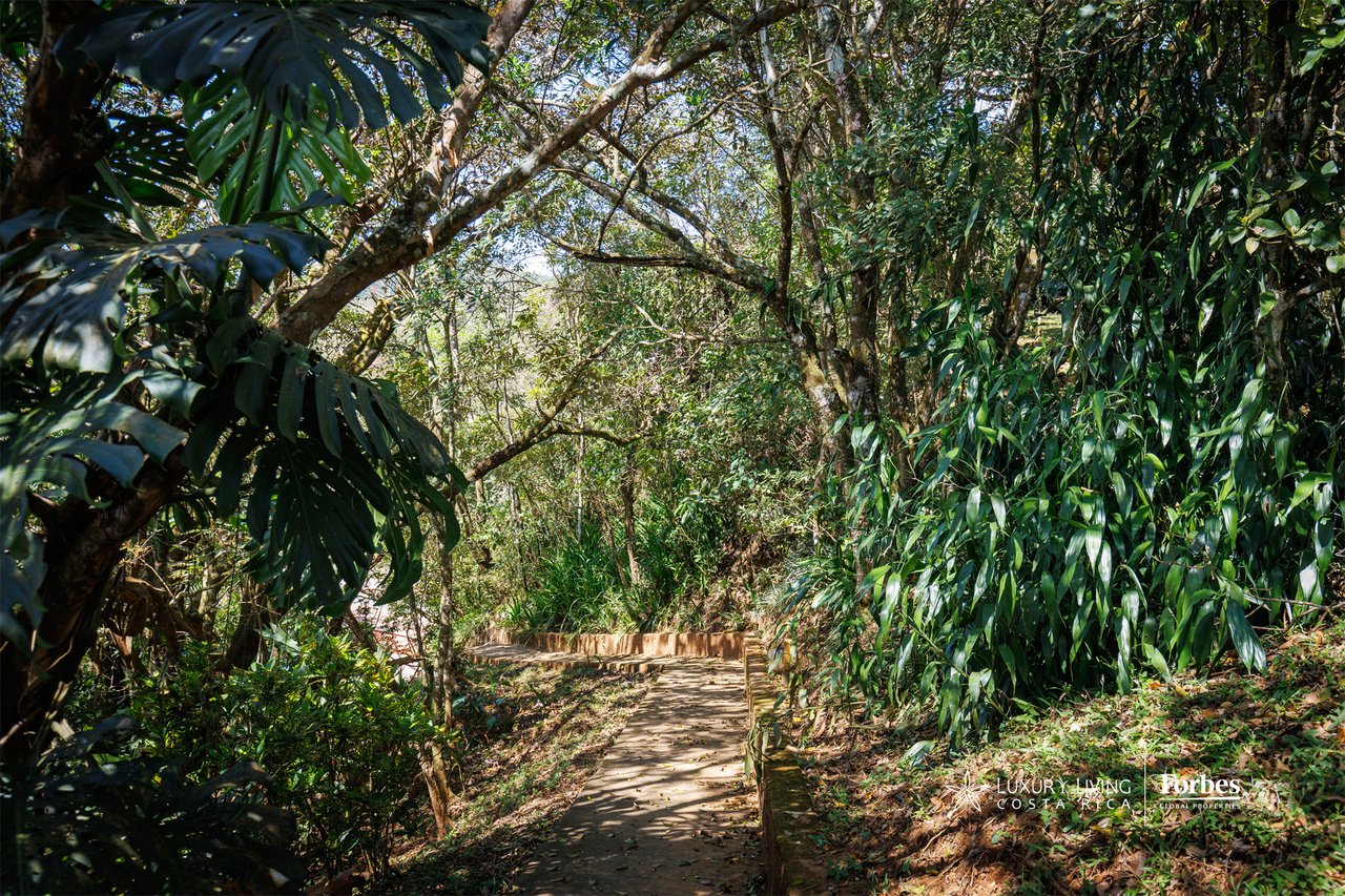 Stone walkway winding through dense tropical forest beneath a leafy canopy.